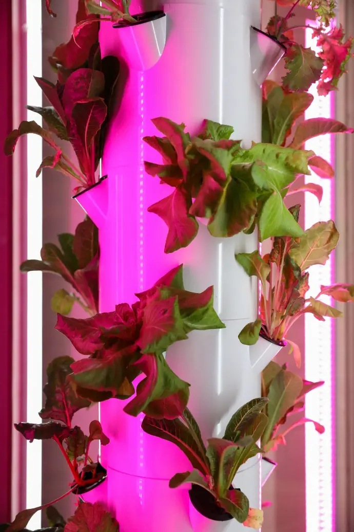 pink and green leaves on white wall